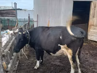 Sigir, Russian Black pied cattle — 3-rasm