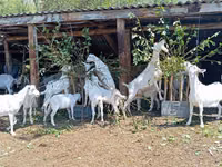 Cabro, Saanen goat — foto 7