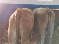 Qoramol (partiya, jinsi ko‘rsatilmagan), Simmental cattle — 3-rasm