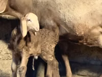मेढ़ा, Arashan sheep — फ़ोटो 7