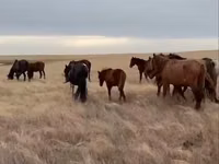 فرس, Horse breed — الصورة 4