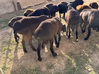 Qoʻchqor, Hissar sheep — 3-rasm
