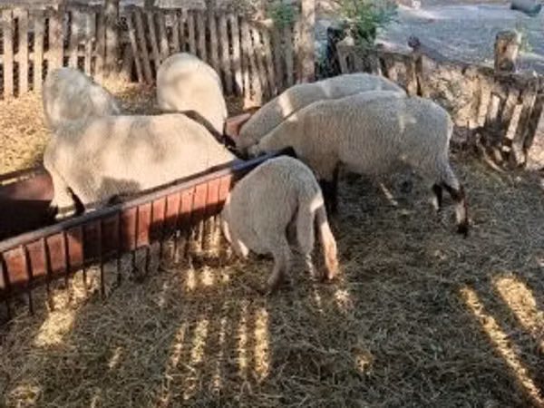 Кочкор, Койлор