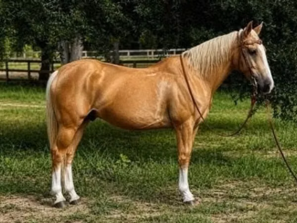 Hengst, Quarter Horse