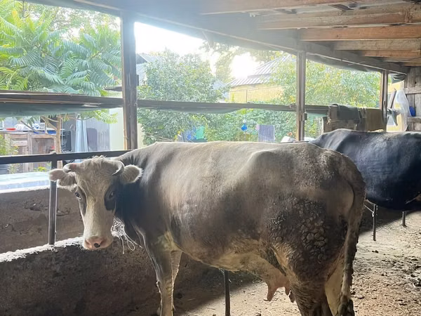 母牛, Alatau breed — 吉尔吉斯斯坦