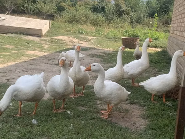 Geese — Kirgisistan