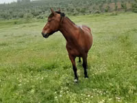 公马, Horses — 照片 4