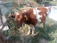 Bulle, Rotbunte Rasse — Foto 1