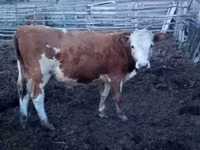 公牛, Cattle — 照片 4