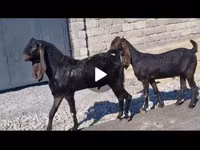 Ziege, Kamori goats — Foto 1