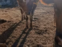 Бұқа, Swiss cattle — 1-сурет