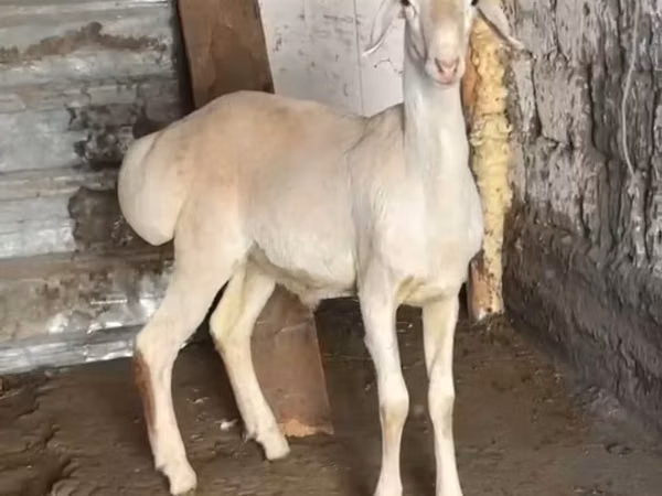 كبش, Rhon sheep