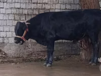 सांड, एबरडीन - एंगस — फ़ोटो 1