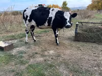 بقرة, Russian Black pied cattle — الصورة 4