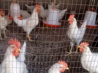 Leghorn — Foto 3