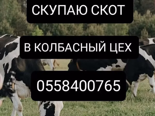 Бык, Коровы — Кыргызстан