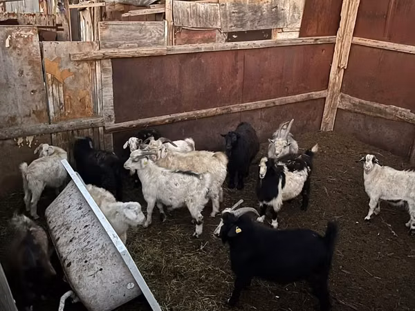 母山羊, Goats — 哈萨克斯坦