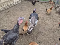 Turkeys — फ़ोटो 3