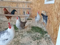 Chickens — 6-rasm