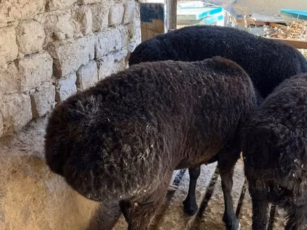 كبش, الأغنام — أوزبكستان