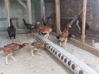 Chickens — foto 1