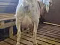 عنزة, LaMancha goats — الصورة 3