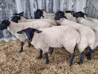 Schaf, White Suffolk sheep — Foto 2