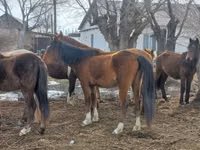 Бие, Kazakh horse — 2-сурет