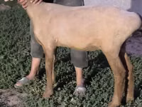 Oveja, Arashan sheep — foto 3