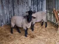Schafe (Partie, Geschlecht nicht angegeben), White Suffolk sheep — Foto 3