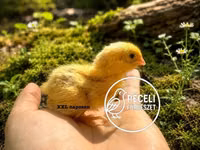 Quails — الصورة 2