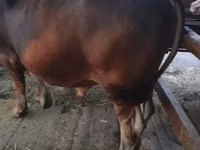 公牛, Swiss cattle — 照片 4