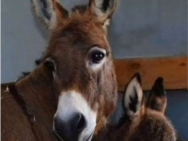 فرس, الخيول