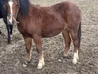 Mare, Horses — photo 1