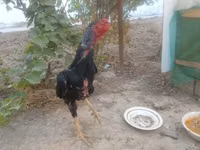 Chickens — Foto 3