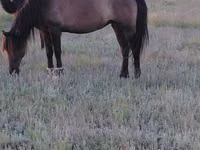 Mare, Mugalzhar horse — photo 6