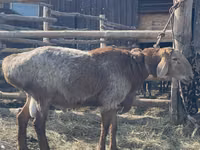 Carnero, Arashan sheep — foto 2