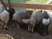 Widder, Rhon sheep — Foto 3