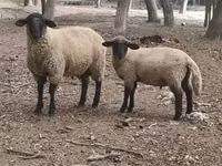Widder, White Suffolk sheep — Foto 1
