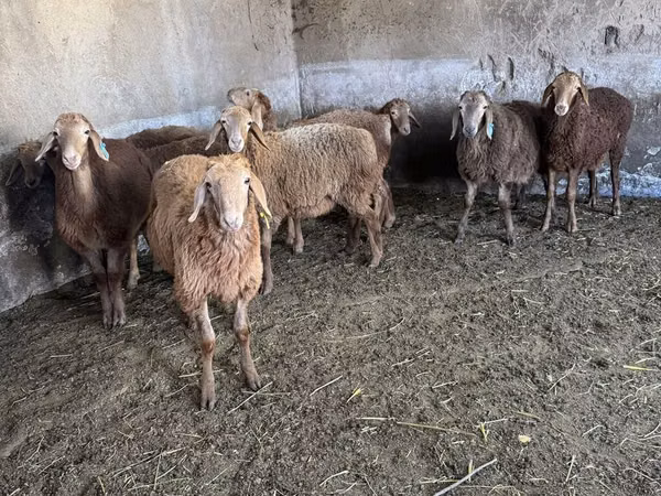 Schaf, Schafe — Kirgisistan