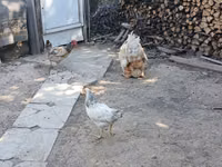 Chickens — photo 6