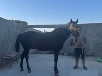 Pferde (Partie, Geschlecht nicht angegeben), Kyrgyz Horse — Foto 3