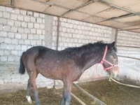 Hengst, Kyrgyz Horse — Foto 3