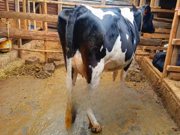 母牛, Holstein breed