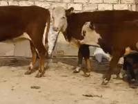 Sigir, Latvian Blue cattle — 2-rasm