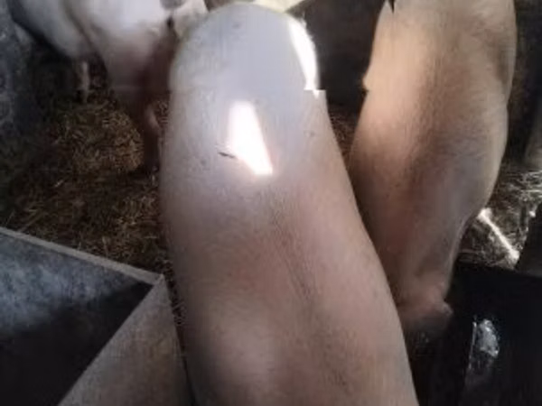 Eber, Schweine