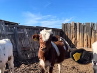 Toro, Russian Black pied cattle — foto 2