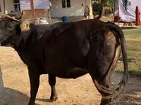 Cow, Alatau breed — photo 2