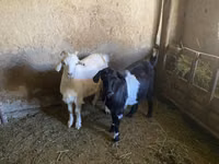 Ziegenbock, Ziegen — Foto 2