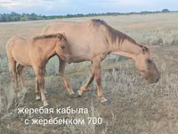 Stute, Horse breed — Foto 3